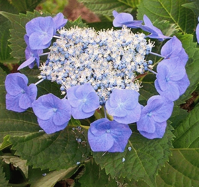 HORTENSIA