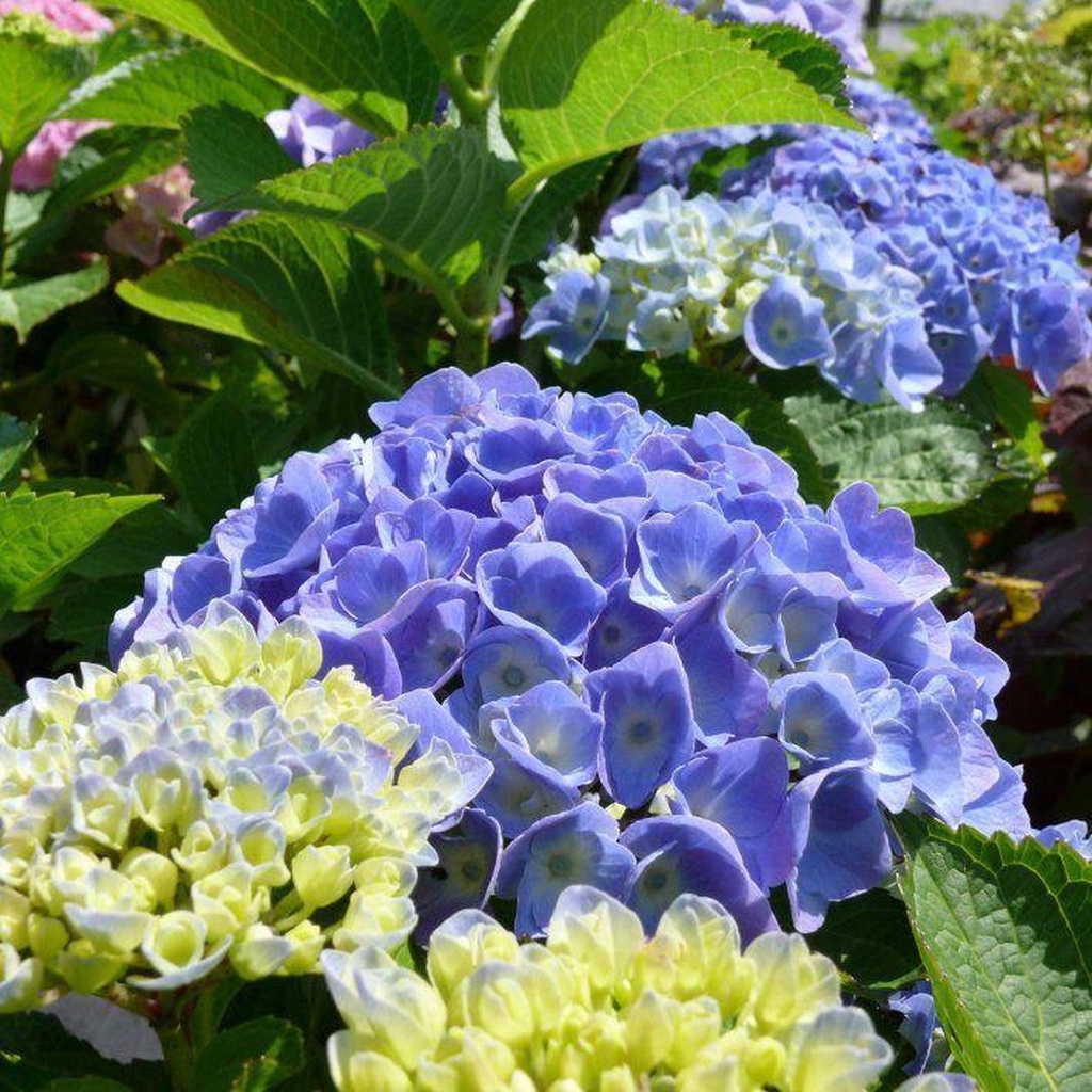 Hydrangea macr. 'Bodensee'
