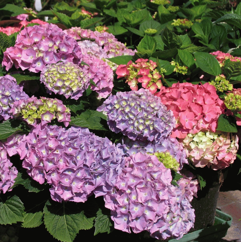 HORTENSIA