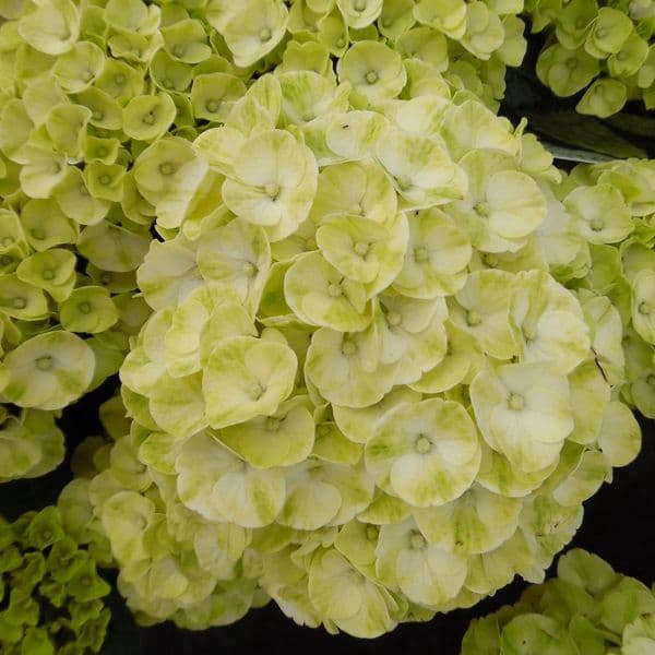 HORTENSIA