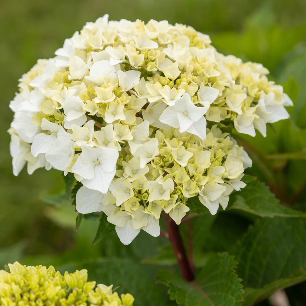HORTENSIA