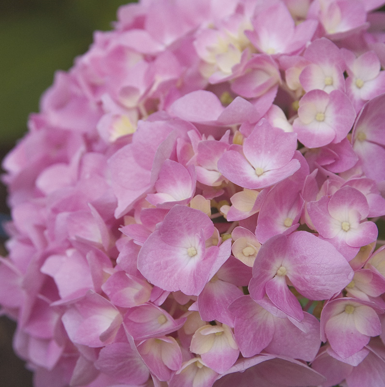 Hydrangea macr. 'Endless Summer'® ROZE The Original