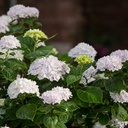 HORTENSIA