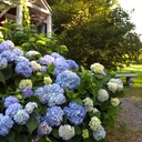 HORTENSIA