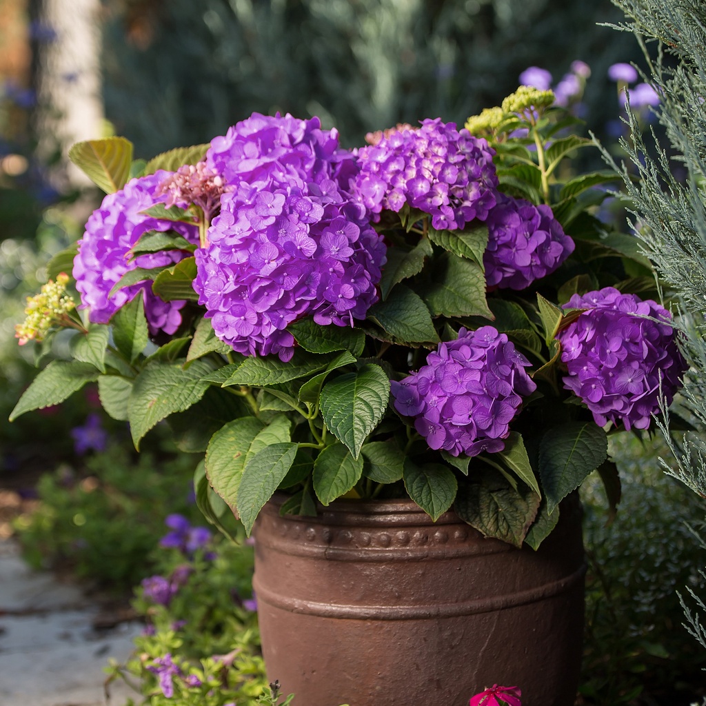HORTENSIA