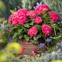 HORTENSIA