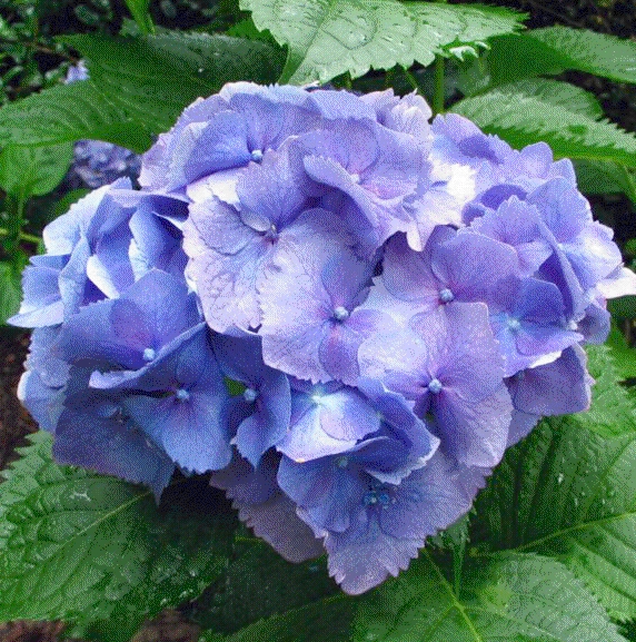HORTENSIA