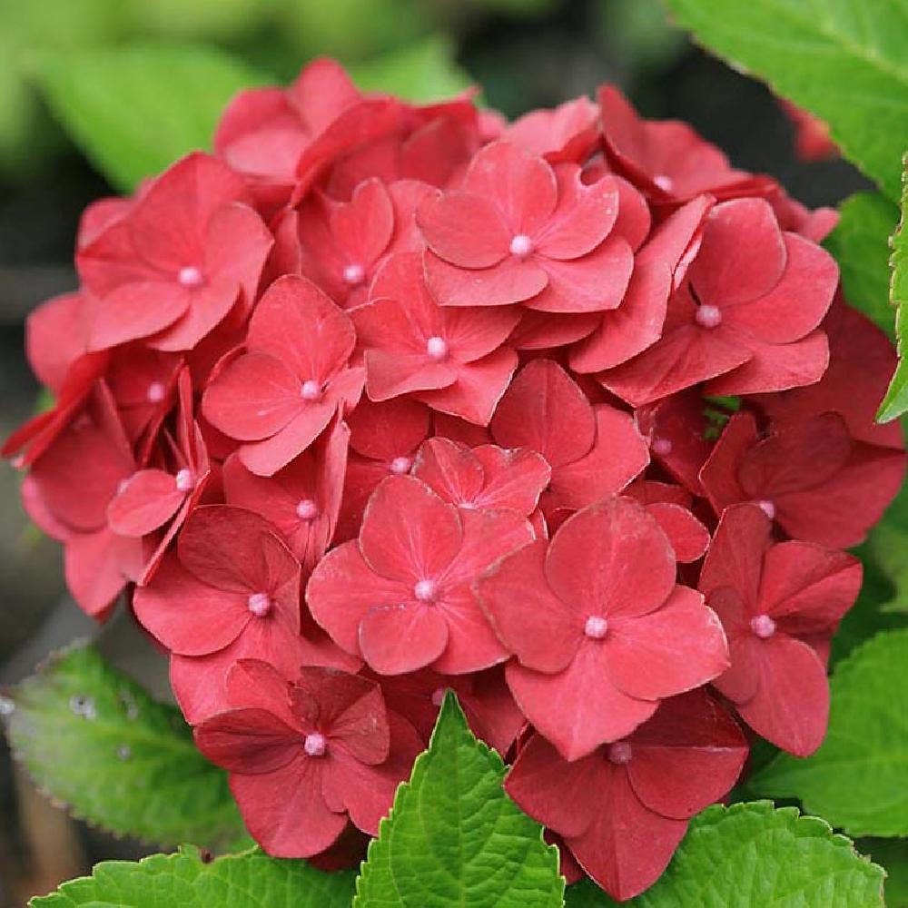 Hydrangea macr. 'Hot Red' ®