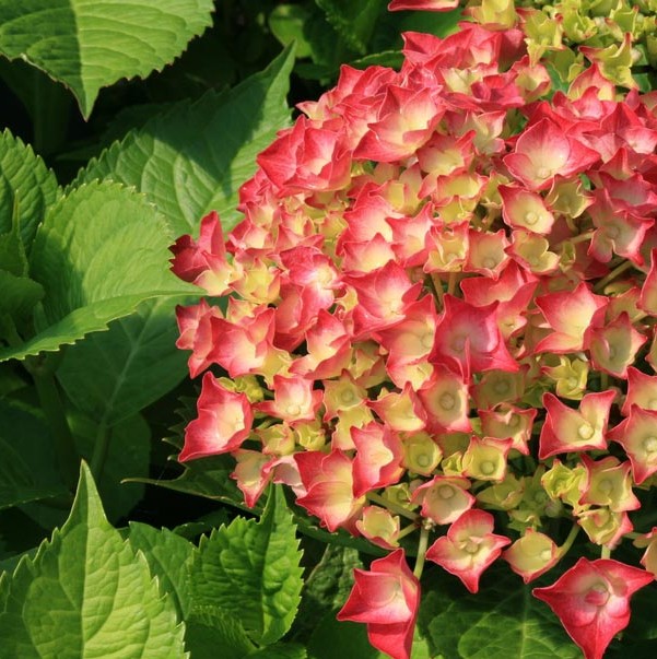 HORTENSIA