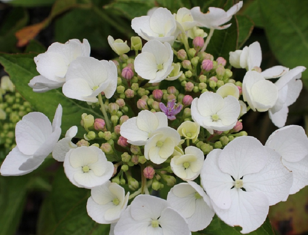 HORTENSIA