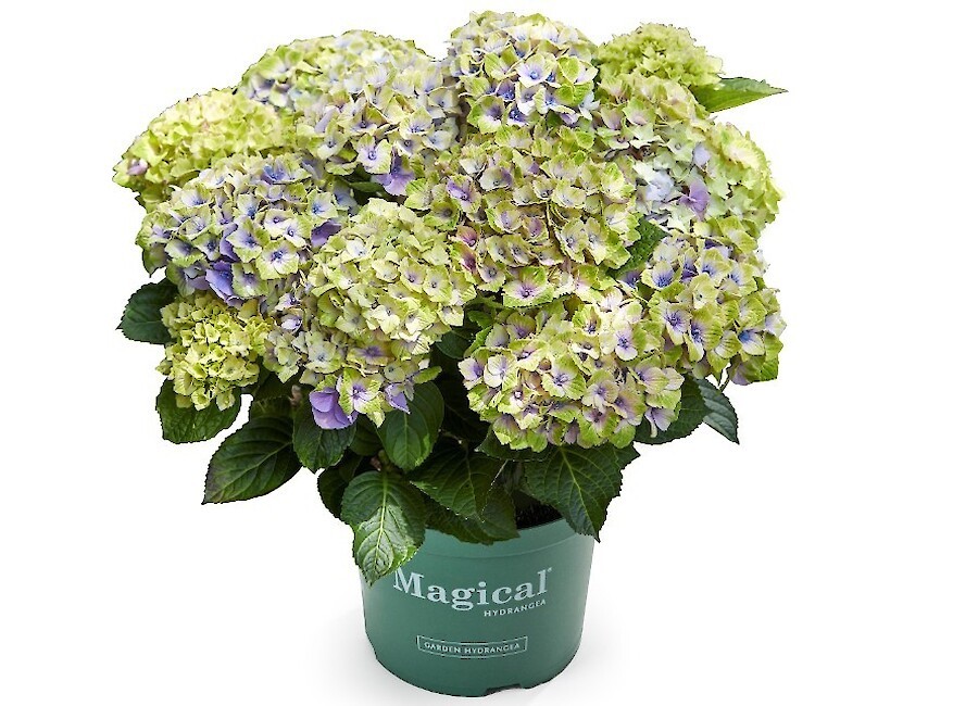 Hydrangea macr. 'Magical Jewel'® Blauw