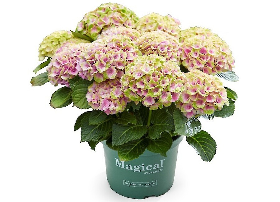 Hydrangea macr. 'Magical Jewel'® Roze