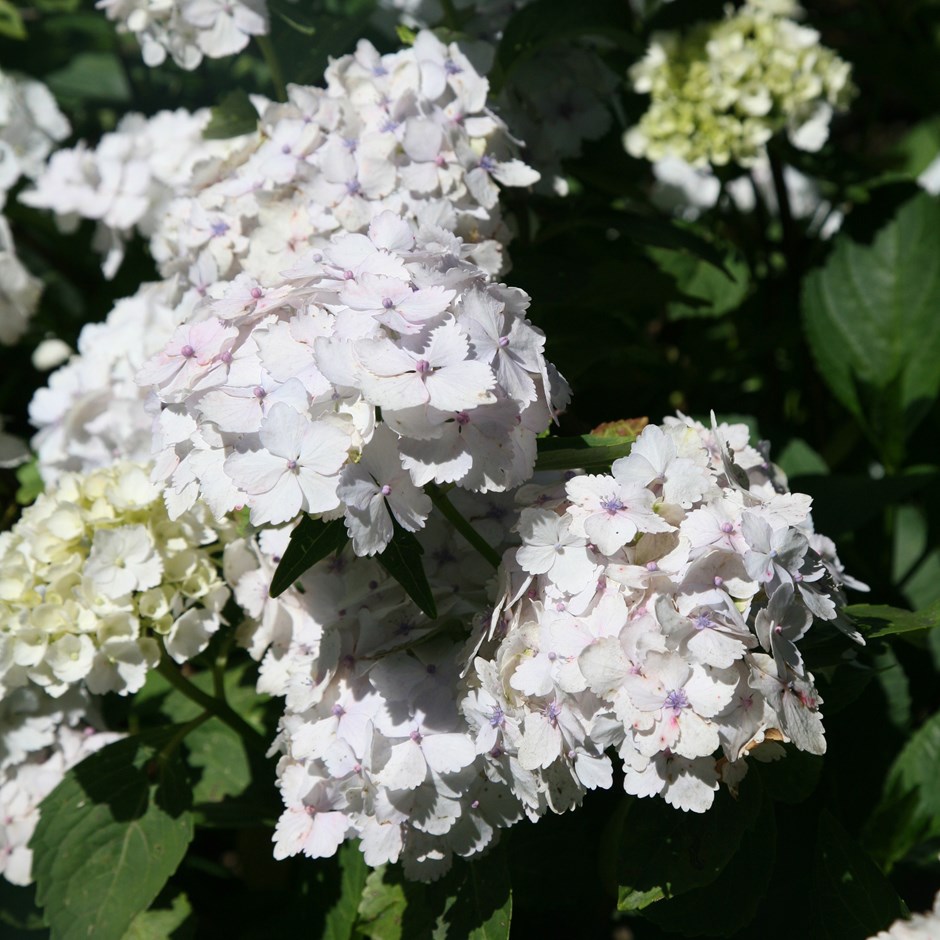 HORTENSIA