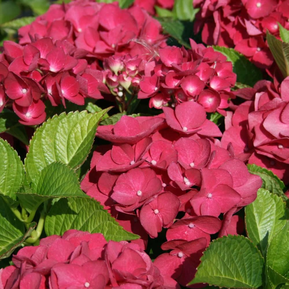 HORTENSIA