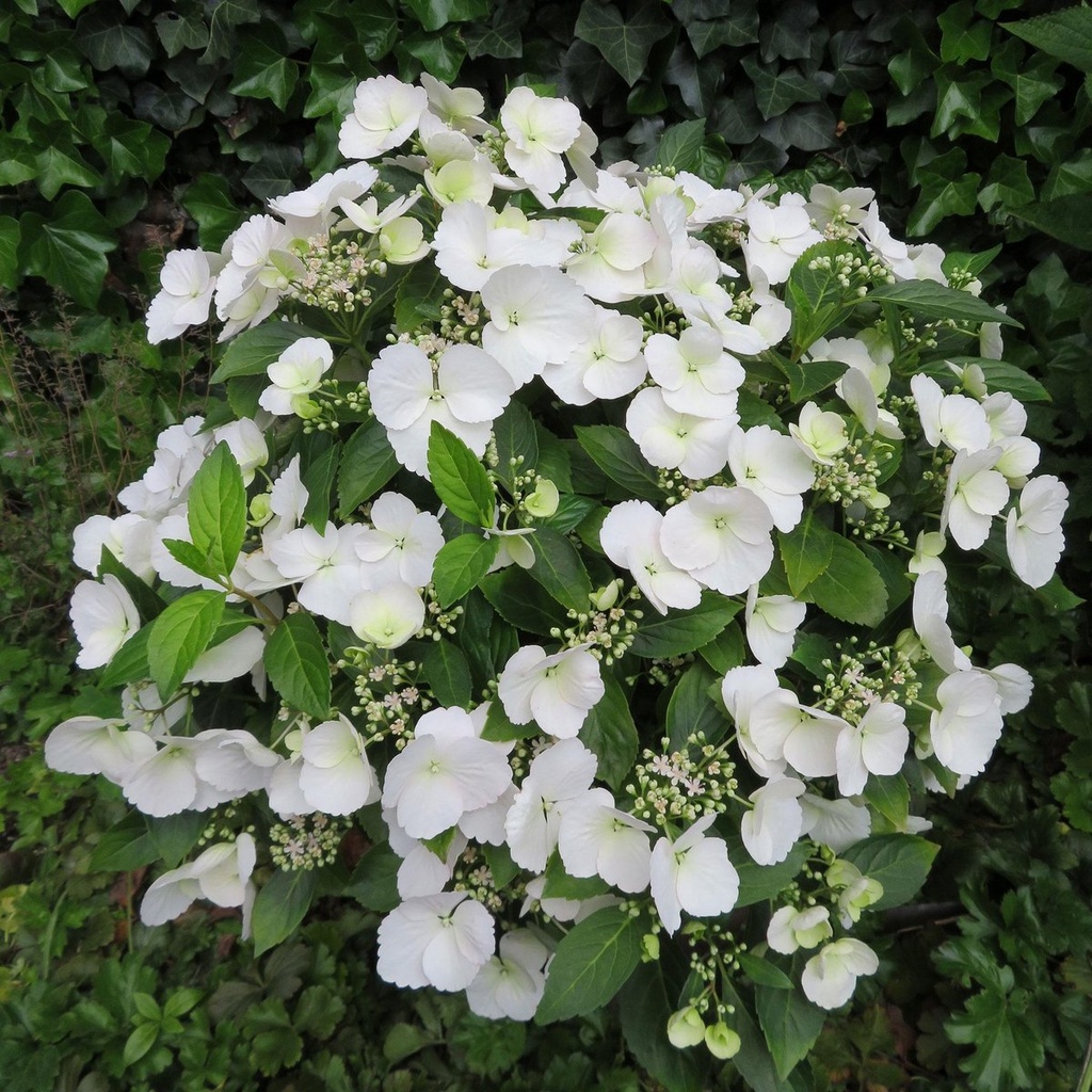 HORTENSIA