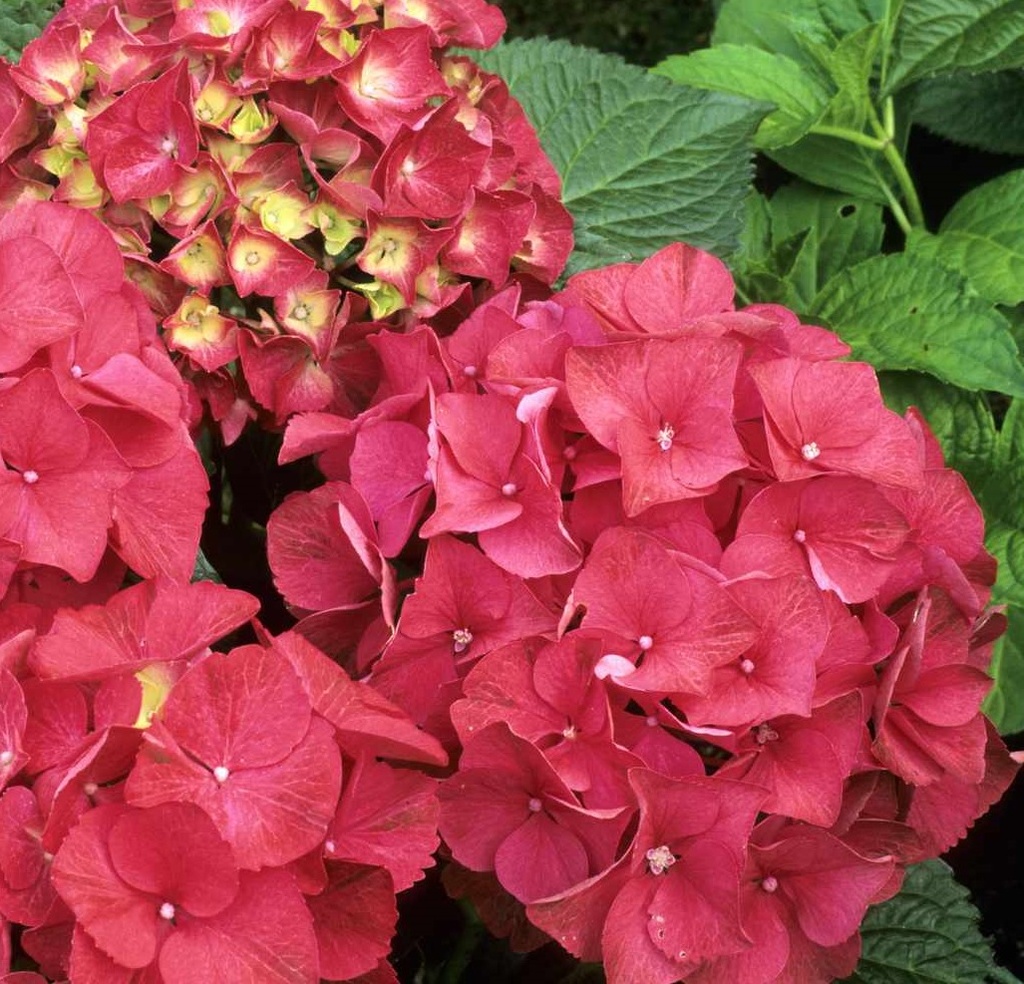Hydrangea macr. 'Red'
