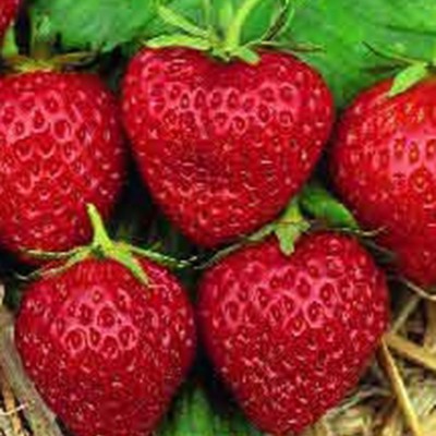 FRAISE 'MARA DES BOIS' REMONTANT