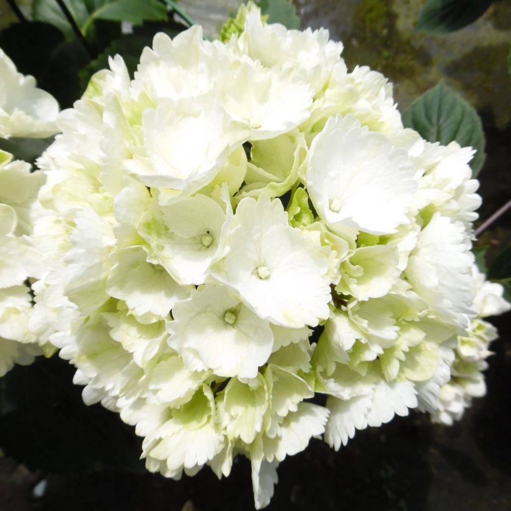 HORTENSIA