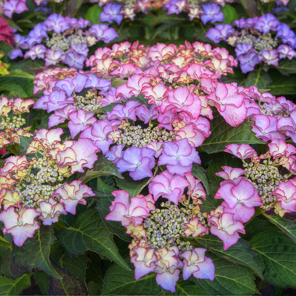 Hydrangea macr. 'Tiffany Purple'® Royalty