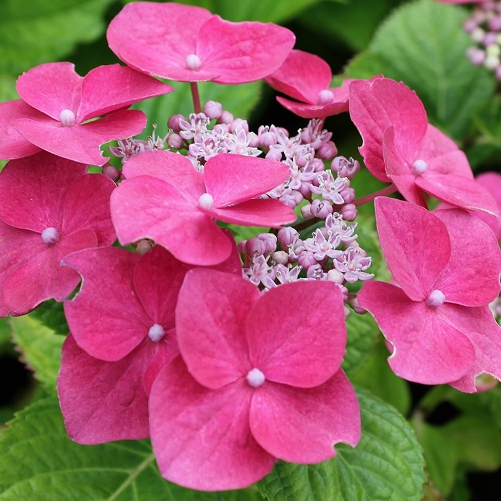 Hydrangea macr. 'Teller Rose'