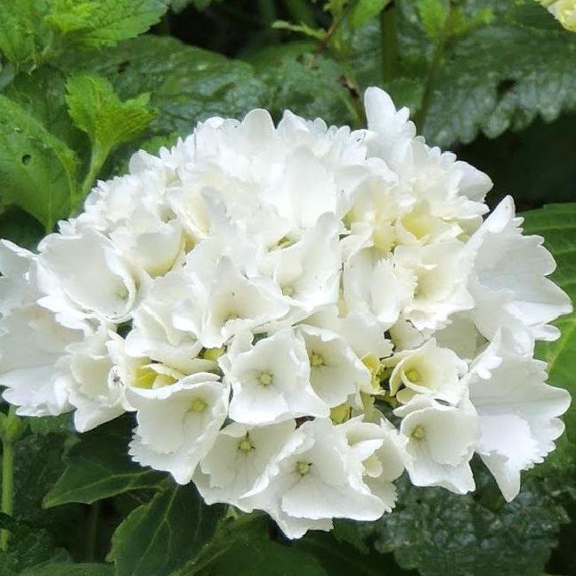 HORTENSIA