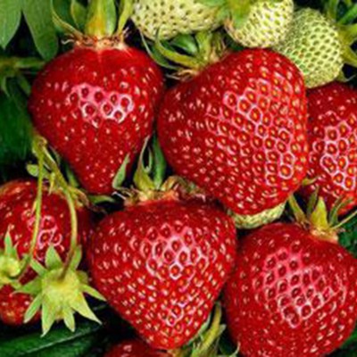 OSTARA aardbeiplant