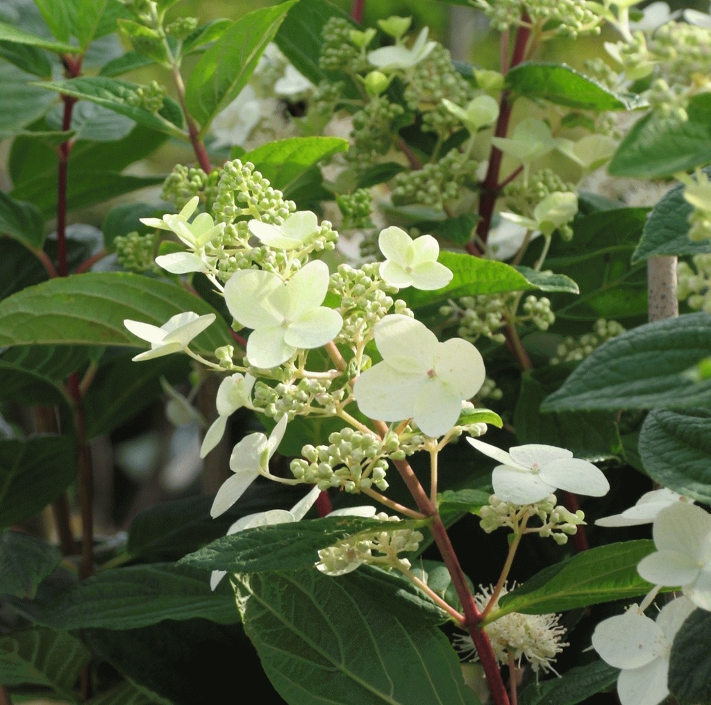 HORTENSIA PANICULE