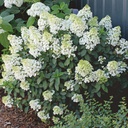 HORTENSIA PANICULE COMPACT