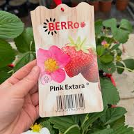 FRAISE 'PINK EXTARA' FLEUR ROSE