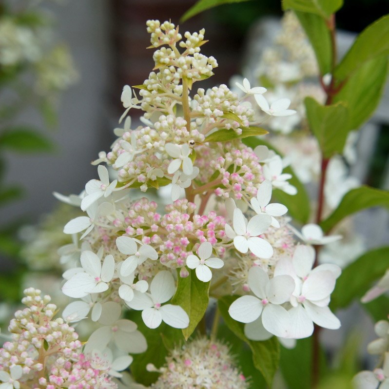 HORTENSIA PANICULE
