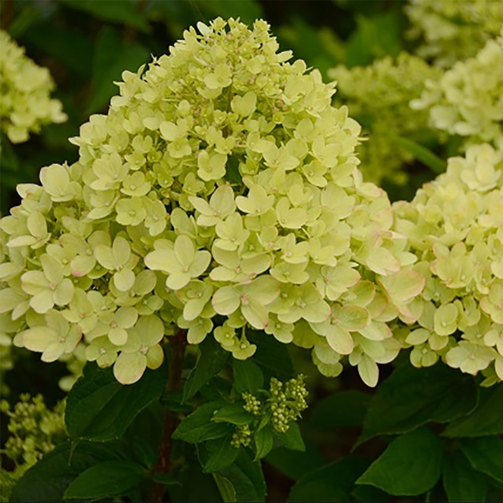 HORTENSIA PANICULE