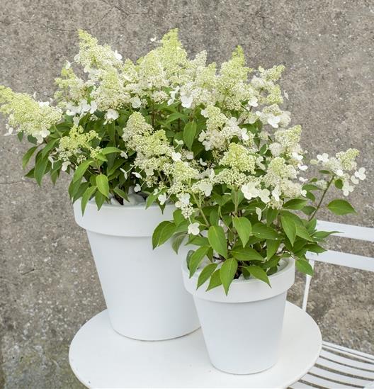 HORTENSIA PANICULE