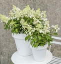 Hydrangea pan. 'Magical Mont Blanc'®