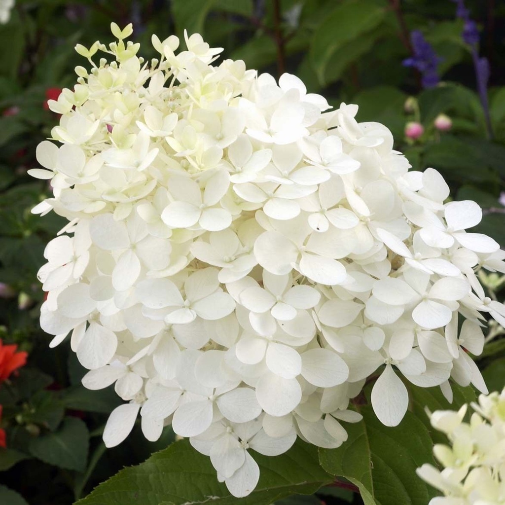 HORTENSIA PANICULE