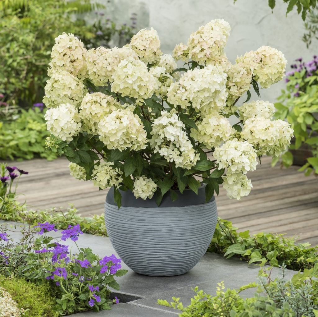 HORTENSIA PANICULE