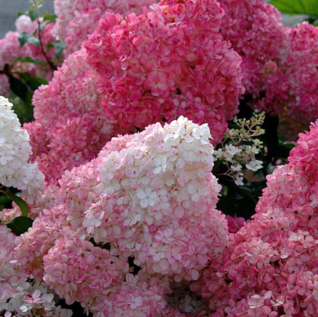 HORTENSIA PANICULE