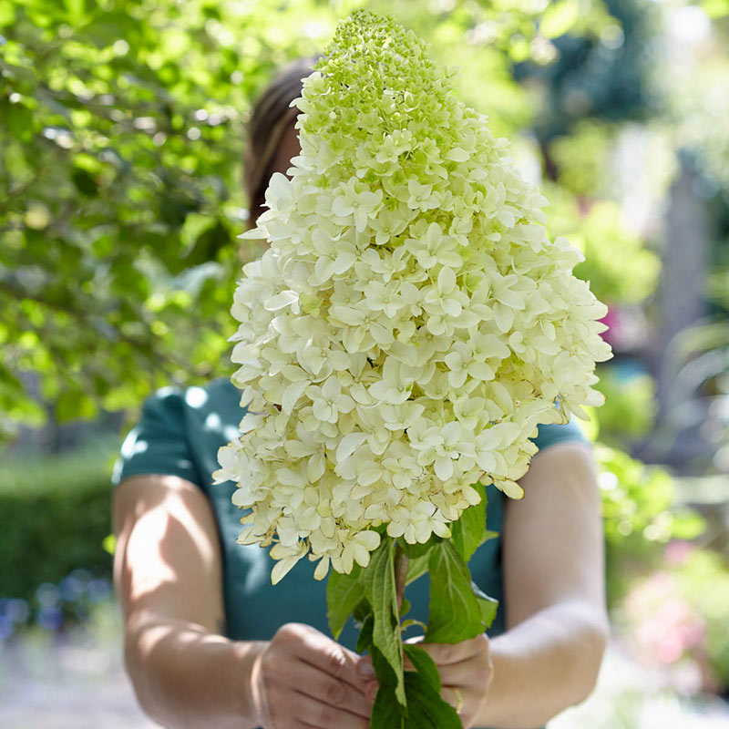 Hydrangea pan. 'Skyfall'