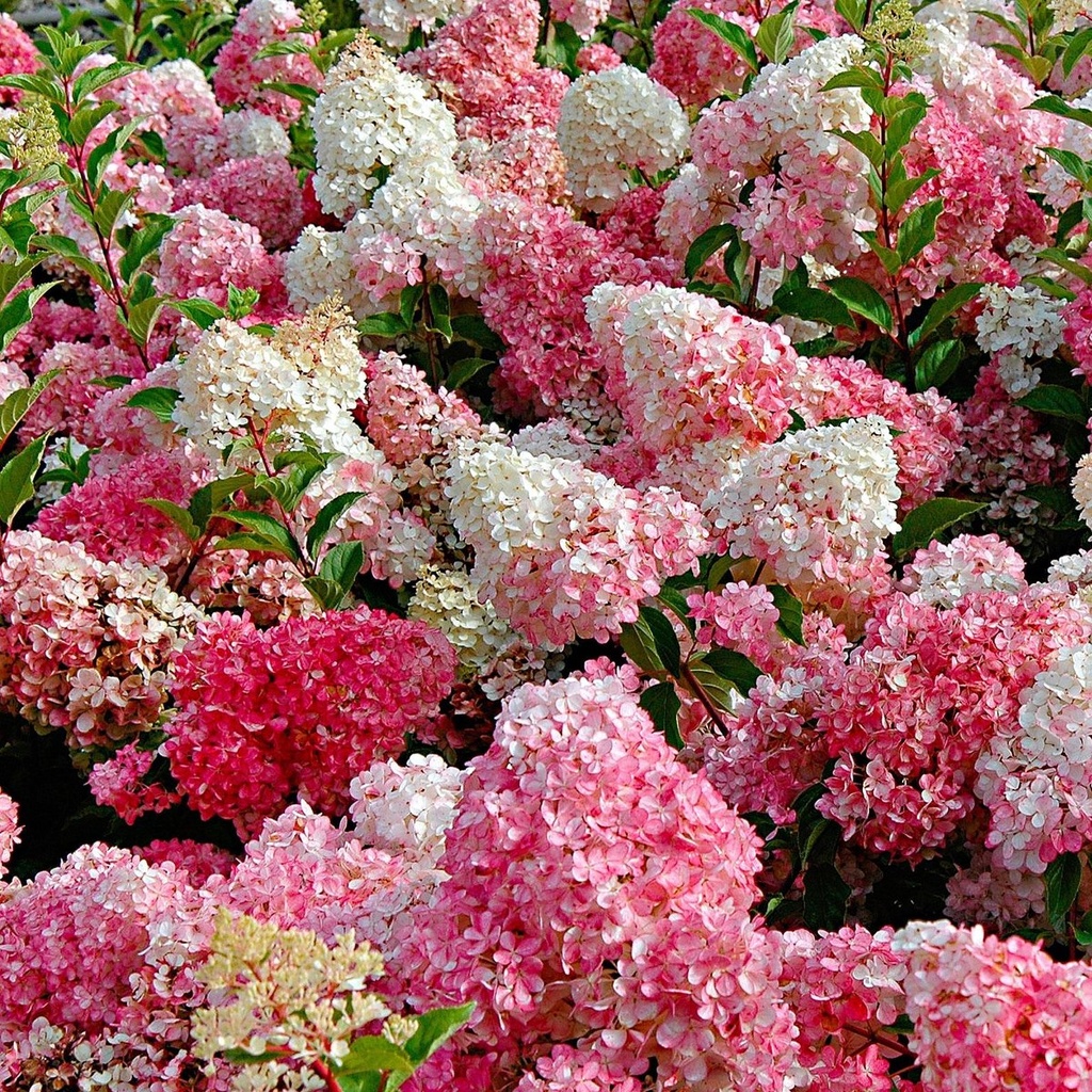HORTENSIA PANICULE