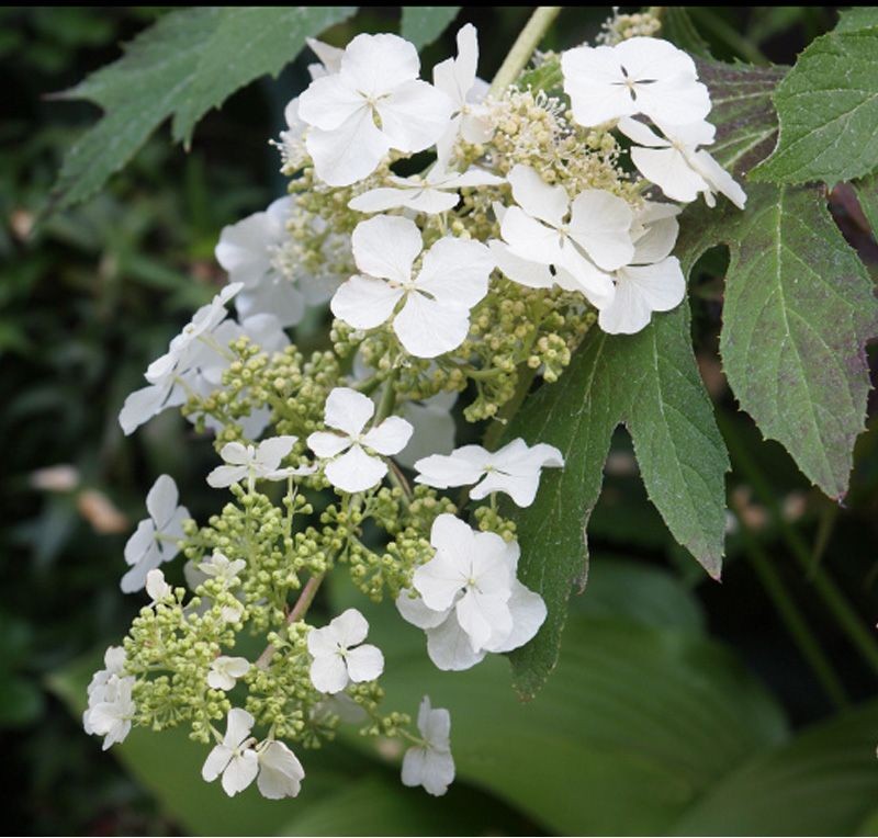 Hydrangea querc. 'Ice Crystal'®
