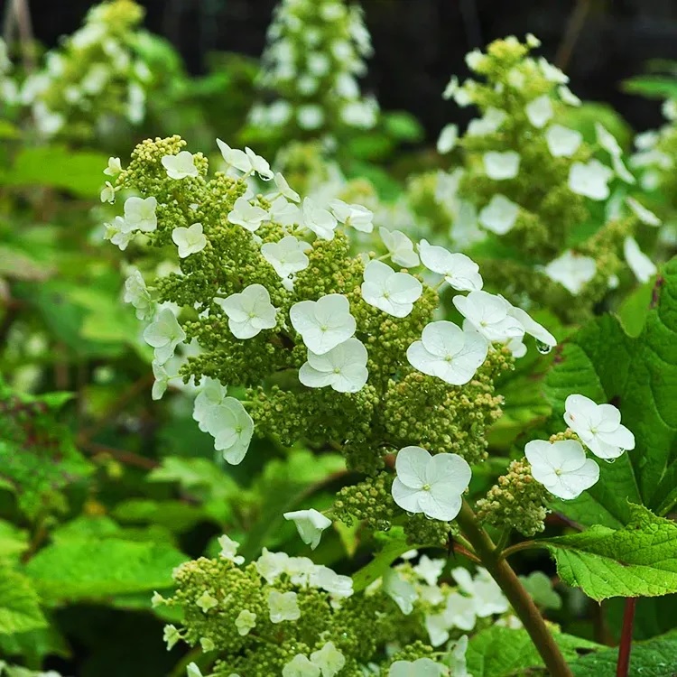 HORTENSIA À FEUILLES DE CHÊNE