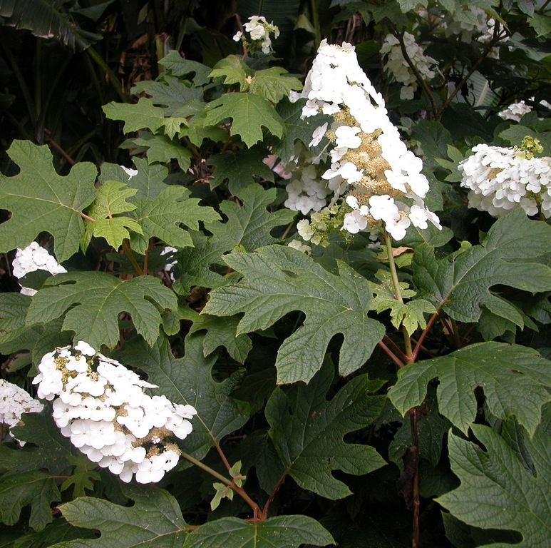 HORTENSIA À FEUILLES DE CHÊNE