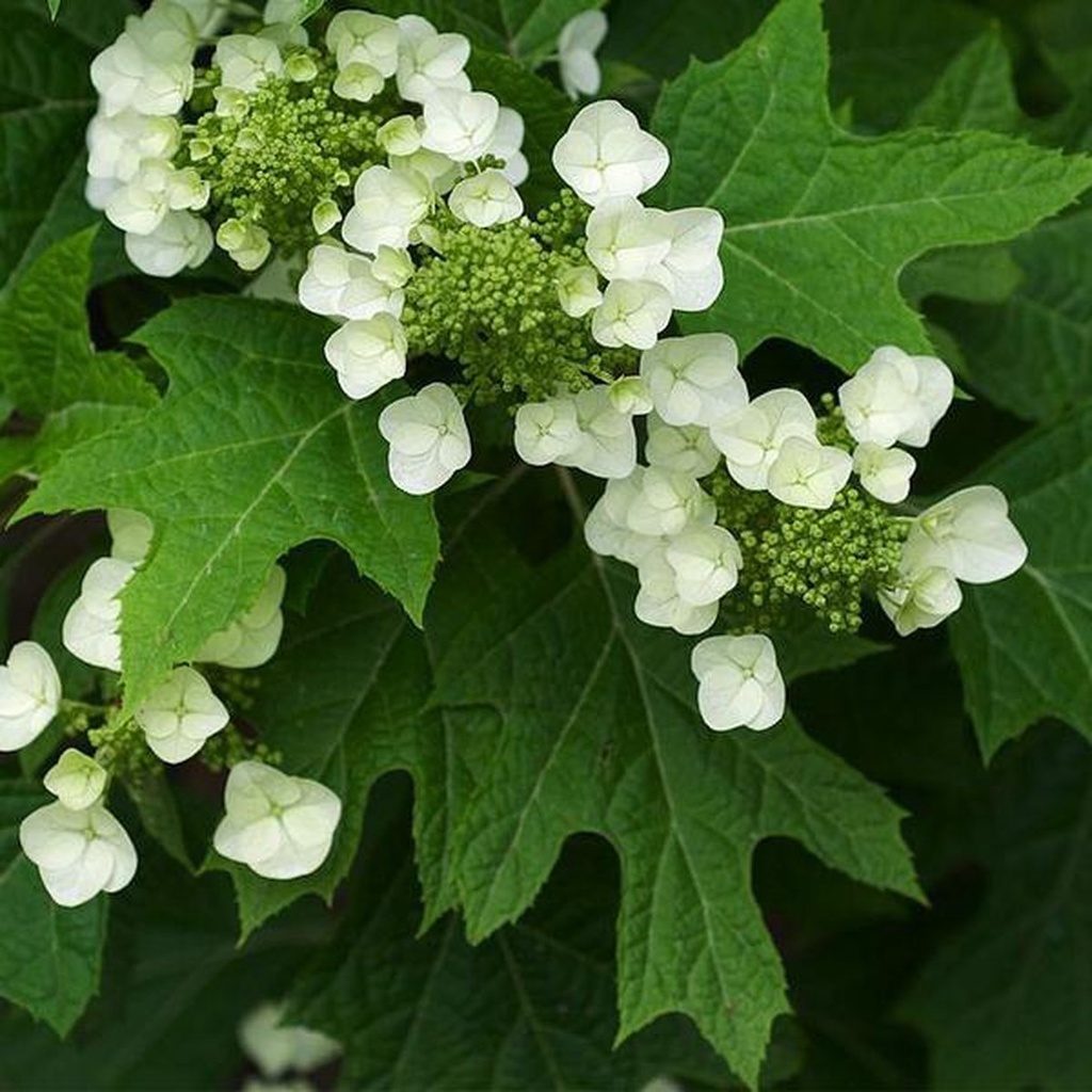 HORTENSIA À FEUILLES DE CHÊNE