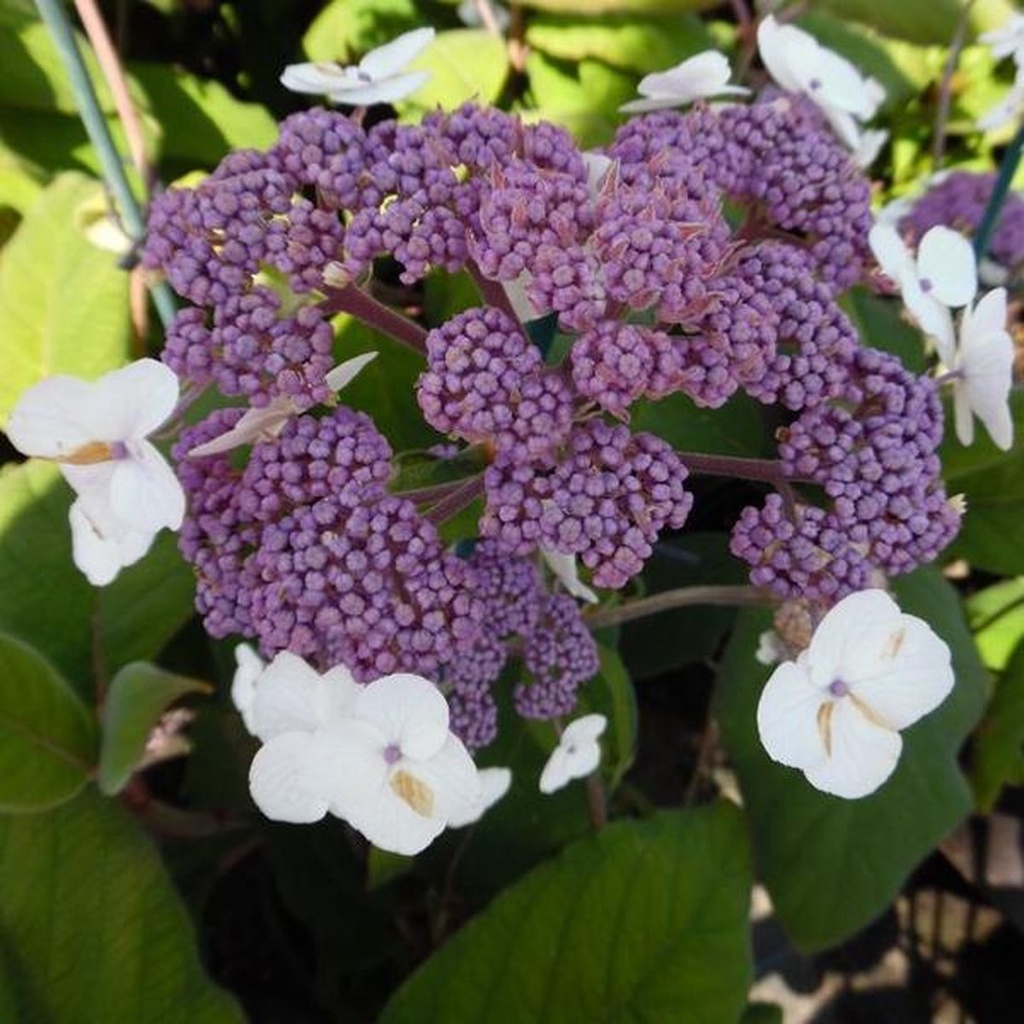 Hydrangea sargentiana