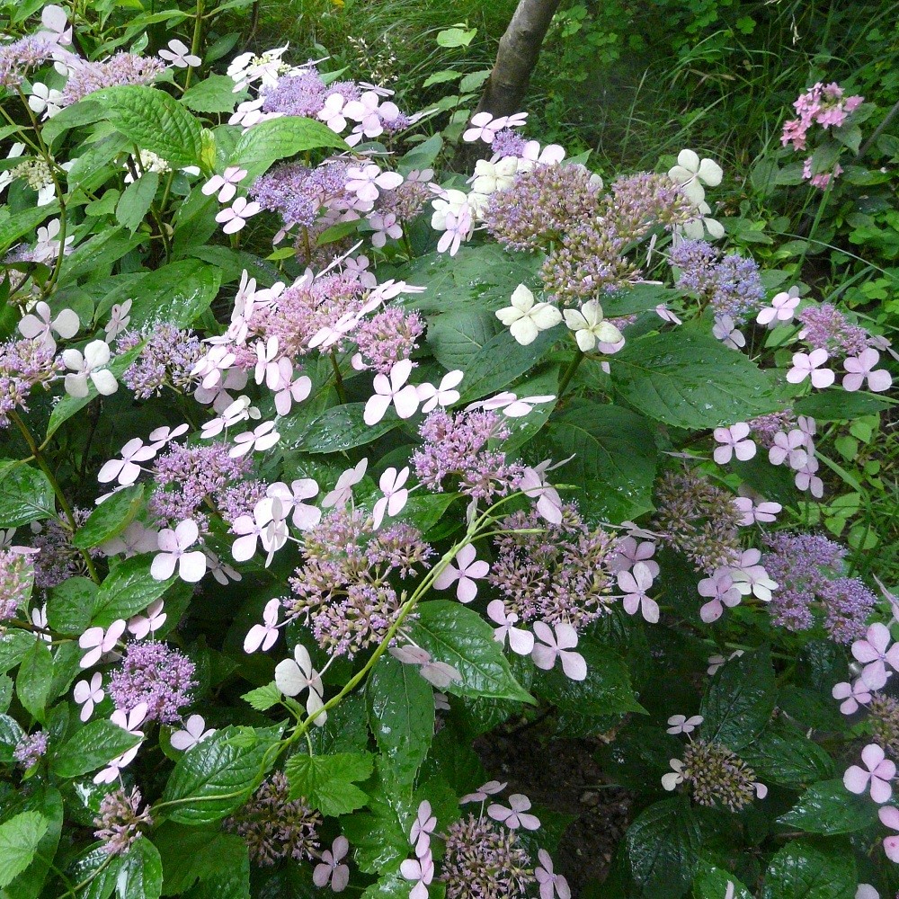Hydrangea serrata 'Intermedia'