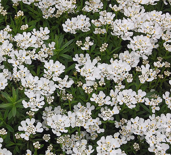 Iberis semp. 'Fischbeck'