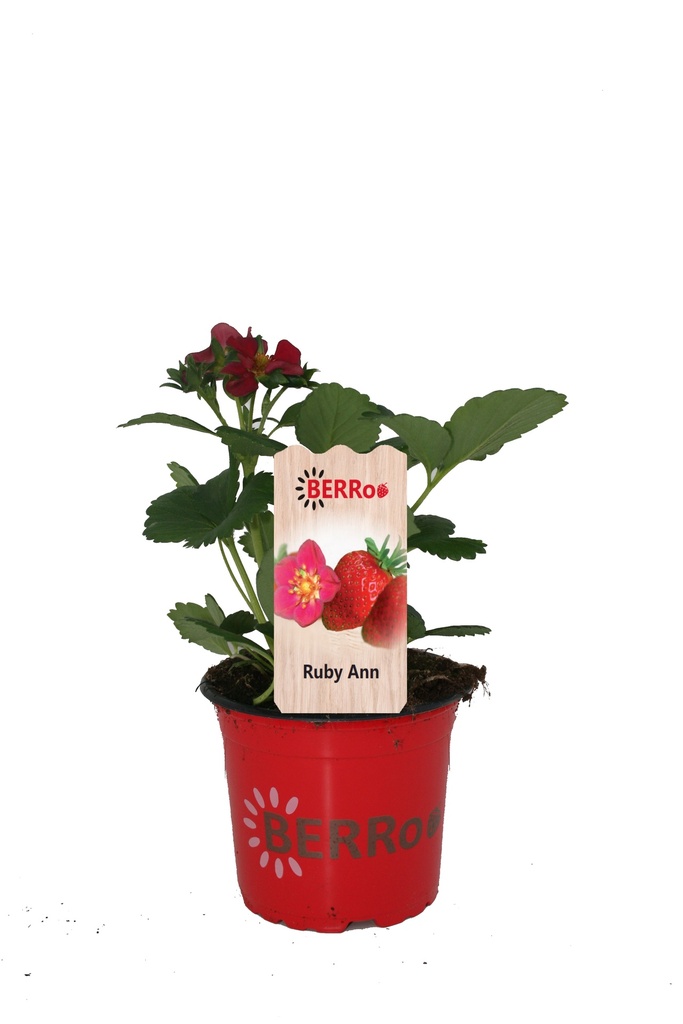 Aardbei RUBY ANN rode bloem