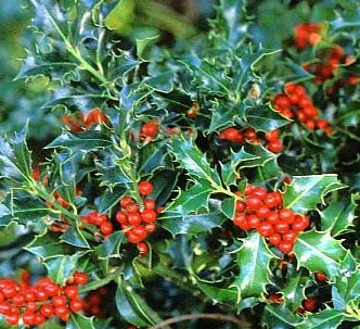 Ilex aquif. 'Alaska'