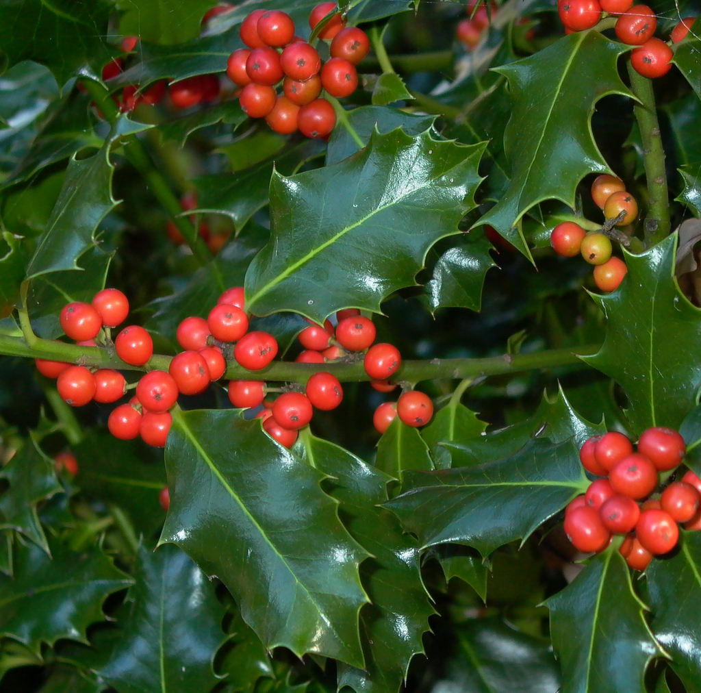 Ilex aquif.(in GROENE variëteiten)