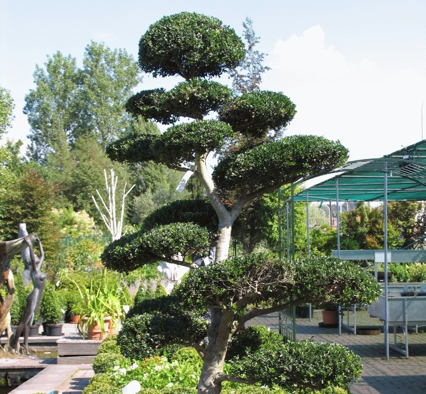 Ilex crenata BONSAI