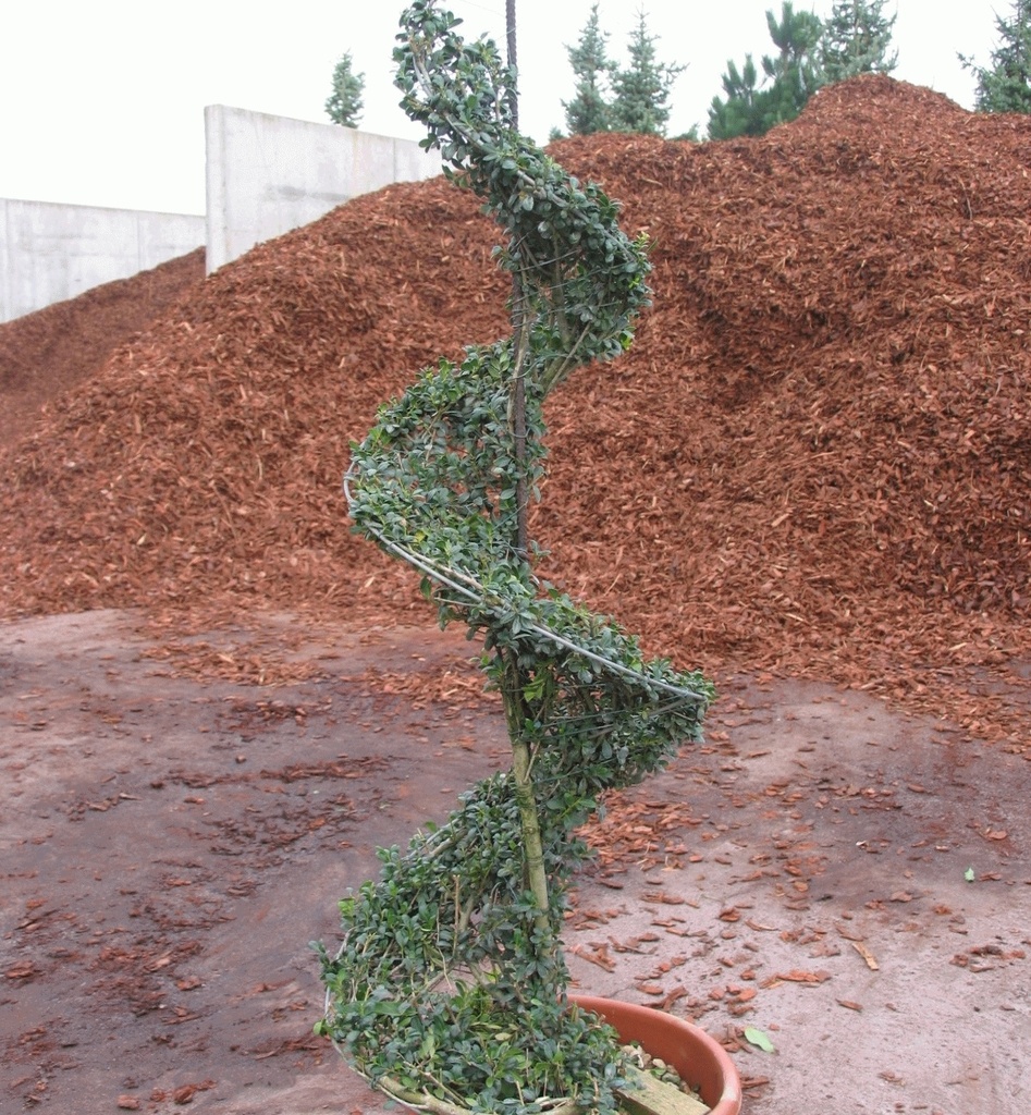 Ilex crenata 'Convexa'